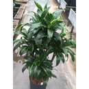 Dracaena der. Dorado Karussel 6pp, 100  22-28/19 - LV-8