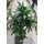 Dracaena der. Dorado Karussel 6pp, 100  22-28/19 - LV-8