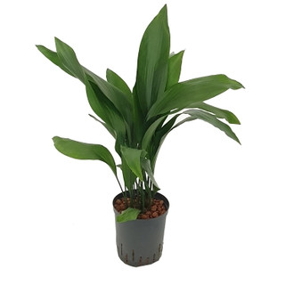 Aspidistra elatior 70cm 18/19 - LV-9