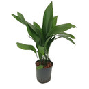 Aspidistra elatior 70cm 18/19 - LV-9