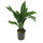 Aspidistra elatior 70cm 18/19 - LV-9
