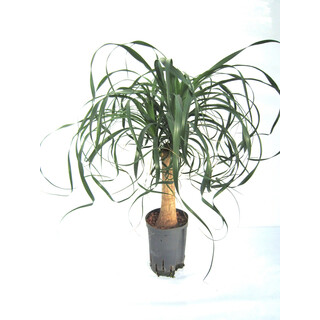 Beaucarnea rec. Stamm  50  15/19 - LV-3