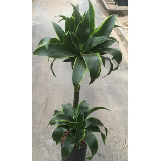 Dracaena der. Dorado 45/15 70-80 15/19 - LV-8