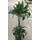 Dracaena der. Dorado 45/15 70-80 15/19 - LV-8