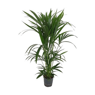 Howeia forsteriana (Kentie) 140-160 6pp  18/19 - LV-9