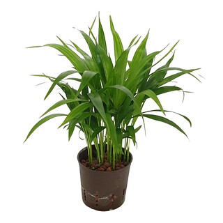 Howeia forsteriana 3pp 30cm 13/12 - LV-9