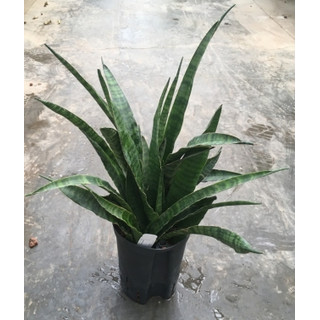 Sanseveria Kirkii 50 15/19 - LV-8