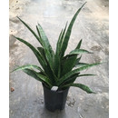 Sanseveria Kirkii 50 15/19 - LV-8