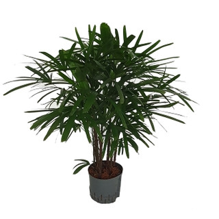 Rhapis excelsa 140 22/19 - LV-8