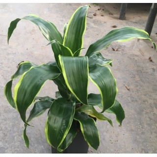 Dracaena der. Dorado Kopf Tuff 2 35-40 15/19 - LV-7
