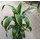 Dracaena der. Dorado Kopf Tuff 2 35-40 15/19 - LV-7