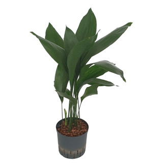 Aspidistra elatior 70cm 22/19 - LV-9
