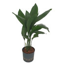 Aspidistra elatior 70cm 22/19 - LV-9
