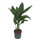 Aspidistra elatior 70cm 22/19 - LV-9