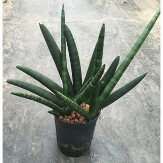 Sanseveria cylindrica Boncel 40 15/19