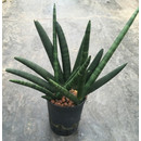 Sanseveria cylindrica Boncel 40 15/19