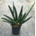 Sanseveria cylindrica Boncel 40 15/19