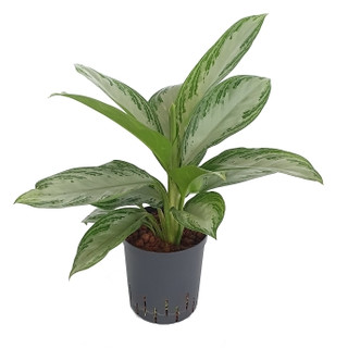Aglaonema com. Silver Bay (silber-grün) 80 18/19 - LV-9
