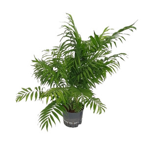 Chamaedorea elegance 50-60 22/19 - LV-4
