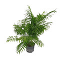 Chamaedorea elegance 50-60 22/19 - LV-4