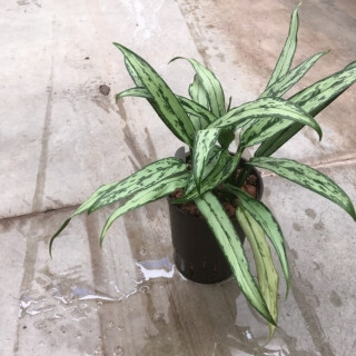 Aglaonema com. Cutlass (silber-grün, schmal) 40 18/19 - LV -7