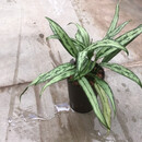 Aglaonema com. Cutlass (silber-grün, schmal) 40...
