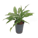 Aglaonema com. Maria-Christina (silber) 40 15/19 - LV -9