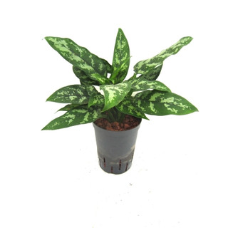 Aglaonema com. Maria (dunkelgrün-silber) 30-40 15/19 - LV -9
