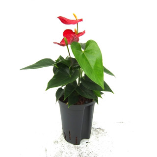 Anthurium and. -Vivaro Red- (dunkelrot) 50 15/19 - LV-2