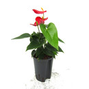 Anthurium and. -Vivaro Red- (dunkelrot) 50 15/19 - LV-2