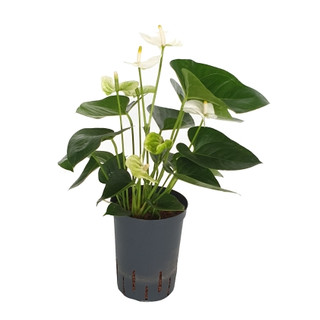 Anthurium  weiss 50 15/19 - LV-2