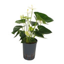 Anthurium  weiss 50 15/19 - LV-2