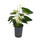 Anthurium  weiss 50 15/19 - LV-2
