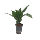 Aspidistra elatior 60 15/19 - LV-9