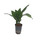 Aspidistra elatior 60 15/19 - LV-9