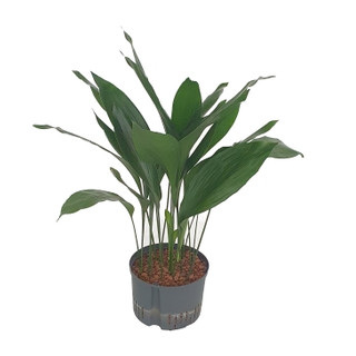 Aspidistra elatior 90-100 20pp 28/19 - LV-9