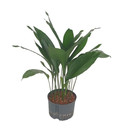 Aspidistra elatior 90-100 20pp 28/19 - LV-9