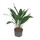 Aspidistra elatior 90-100 20pp 28/19 - LV-9