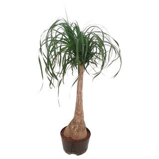 Beaucarnea rec. Stamm  100 18-22/19 - LV-3