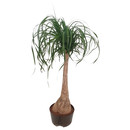 Beaucarnea rec. Stamm  100 18-22/19 - LV-3