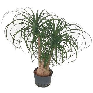 Beaucarnea rec. verzweigt 80 22-28/19 - LV-3