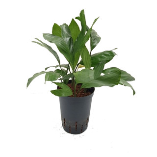 Chamaedorea metallica 40-50 15/19 - LV-4