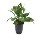 Chamaedorea metallica 40-50 15/19 - LV-4