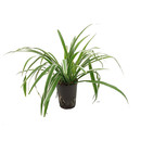 Chlorophytum laxum in Sorten 30-40 15/19 - LV-4