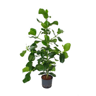 Clusea rosea Tuff II 110 22/19 - LV-4