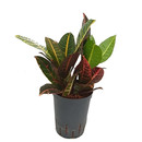 Codiaeum var. Petra Kopf 40-60 15/19 - LV-2