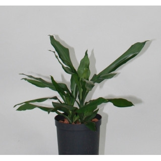 Dracaena der. Janet Lind Kopf Tuff II 40-50 15/19 - LV-9