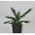 Dracaena der. Janet Lind Kopf Tuff II 40-50 15/19 - LV-9