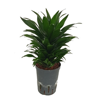 Dracaena der. Janet Craig compacta Kopf 30-40 15/19 - LV-8