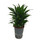 Dracaena der. Janet Craig compacta Kopf 30-40 15/19 - LV-8